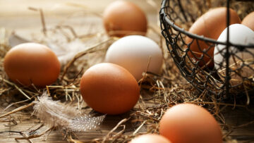 Sind Eier gesund?